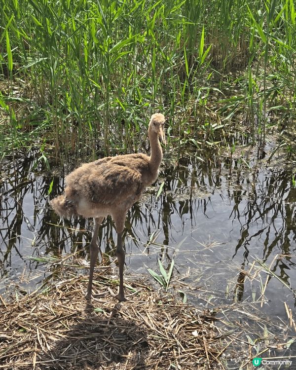 國寶雀鳥丹頂鶴