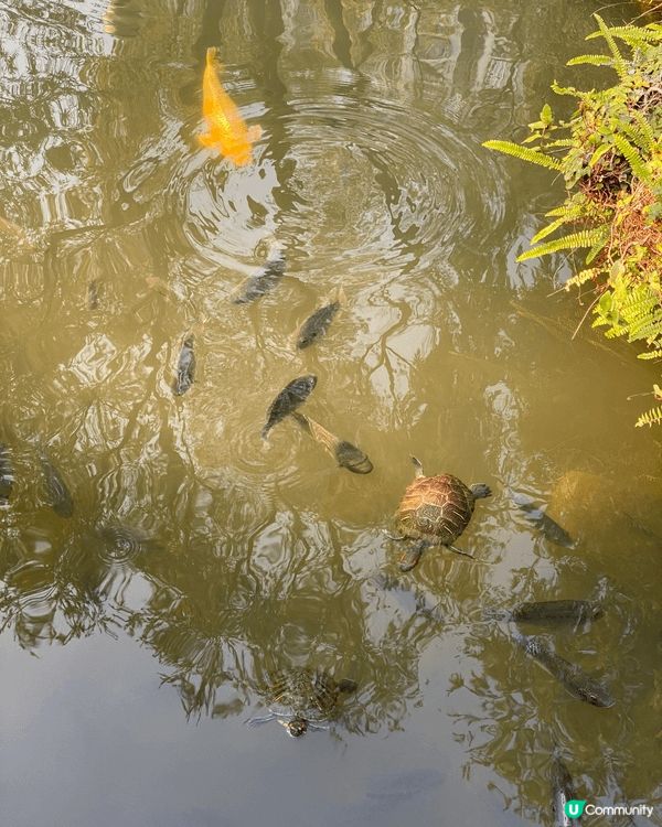 沙田公園真的是很棒！很適合帶全家遊玩，有各種特色公園，還有兒...