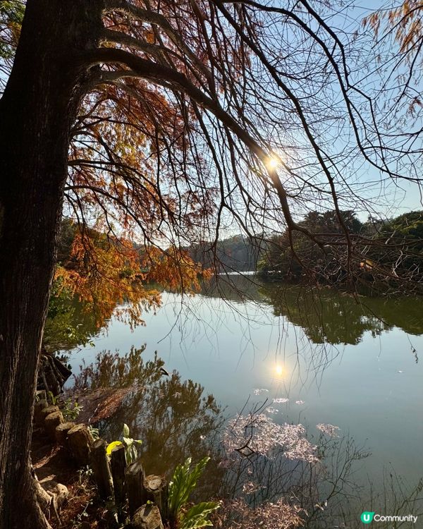 冬日限定落羽松