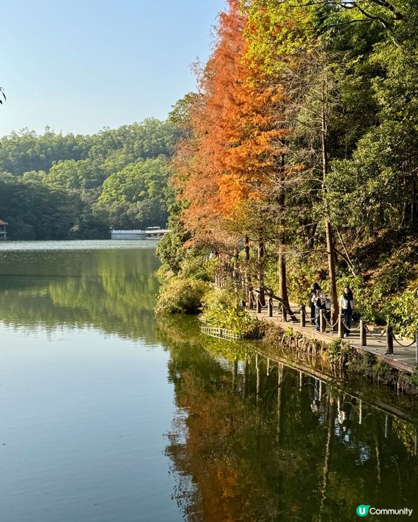 冬日限定落羽松