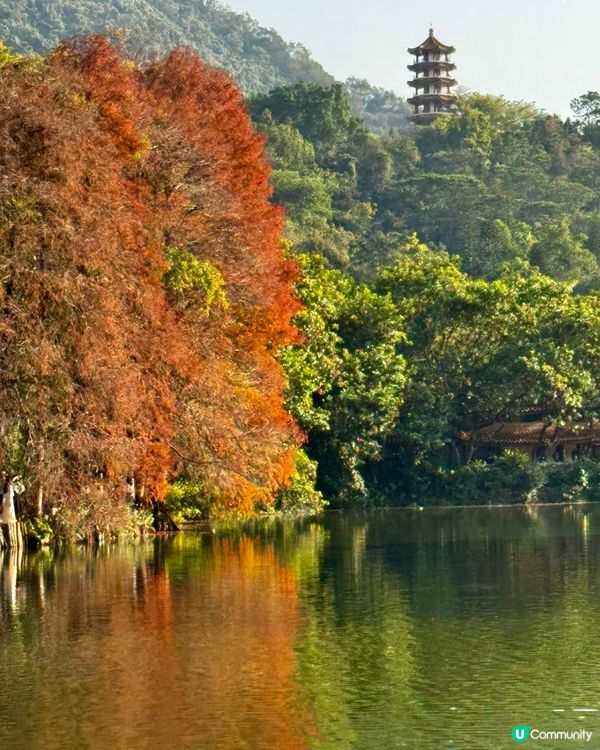 冬日限定落羽松