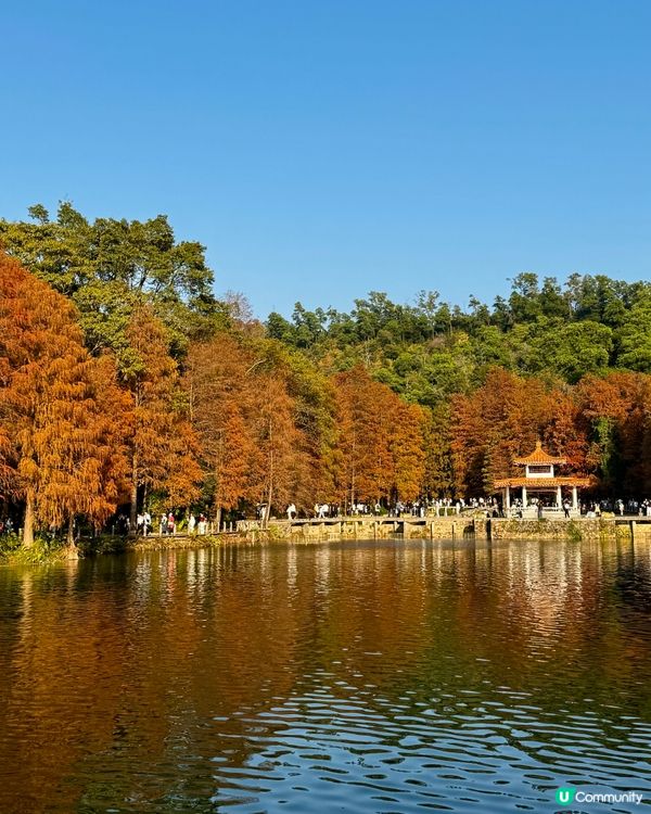 冬日限定落羽松