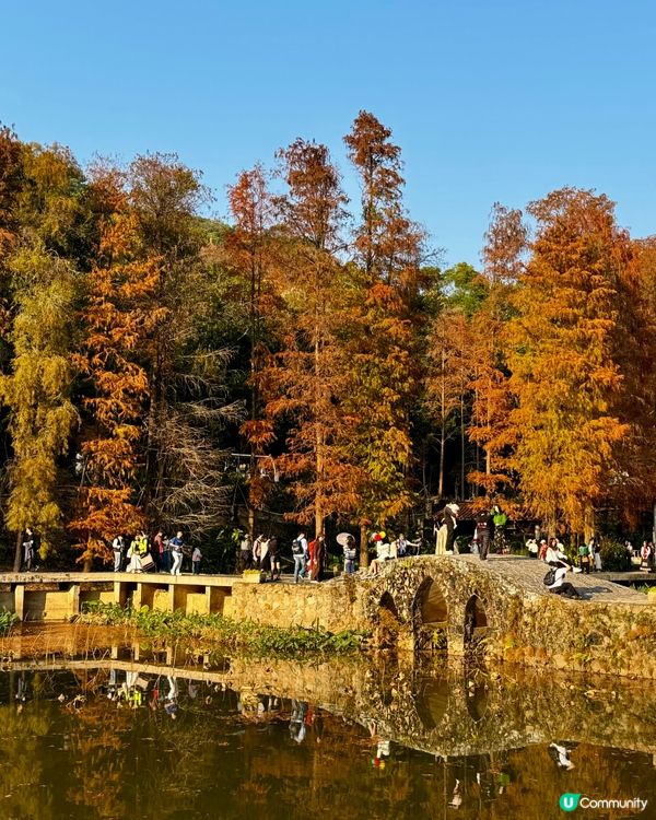 冬日限定落羽松