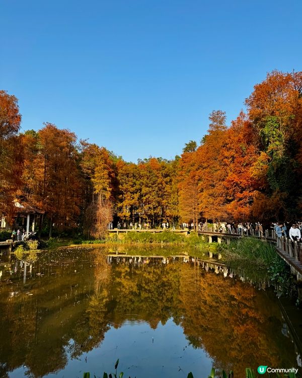 冬日限定落羽松