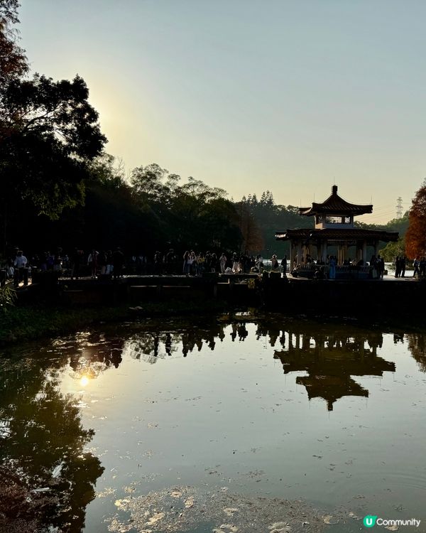 冬日限定落羽松