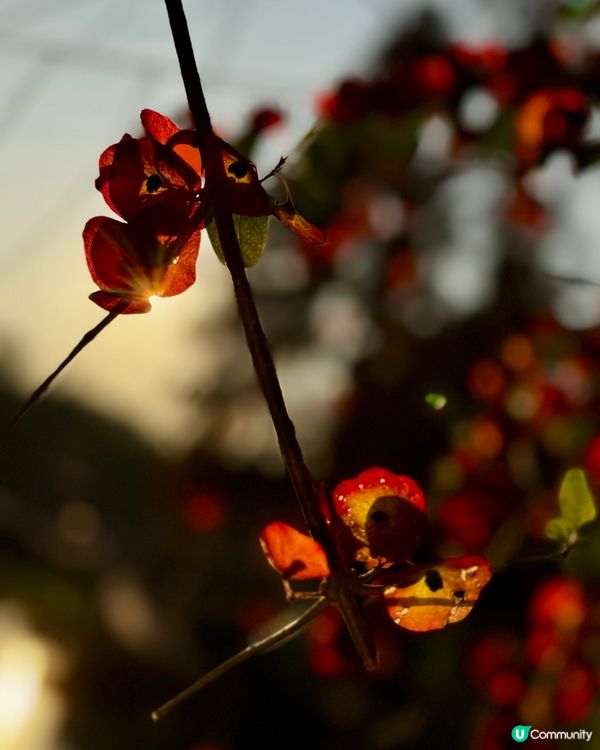 冬日限定落羽松