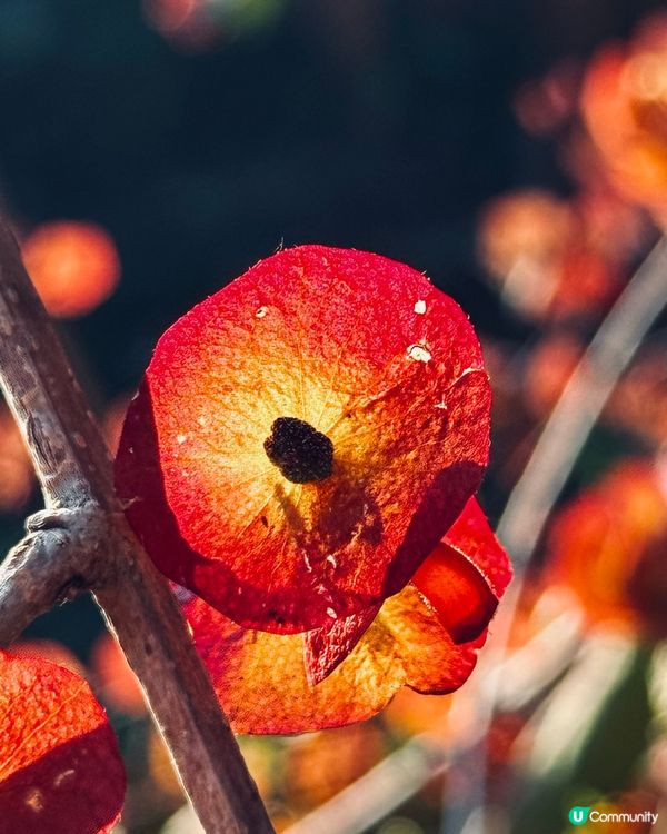 冬日限定落羽松