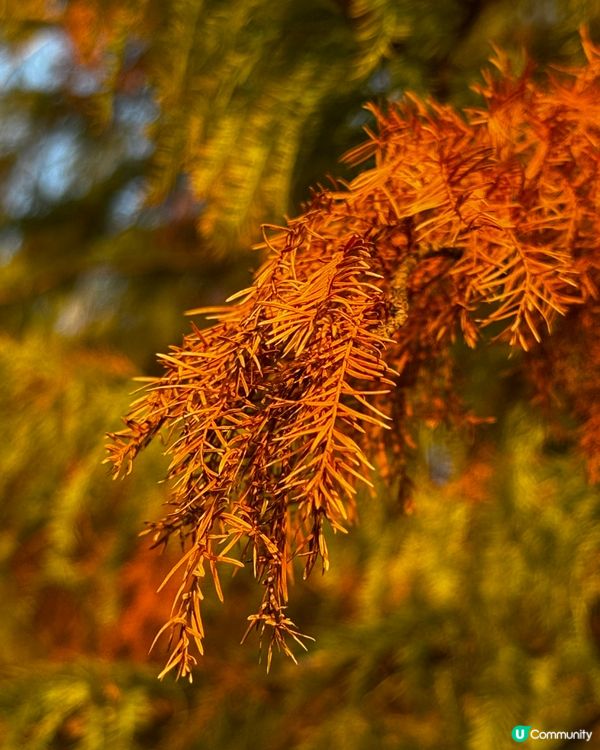 冬日限定落羽松