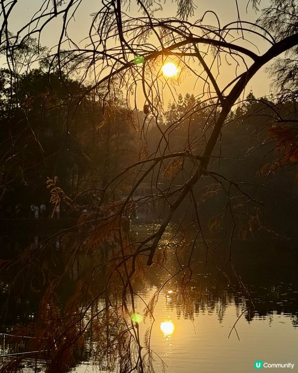 冬日限定落羽松