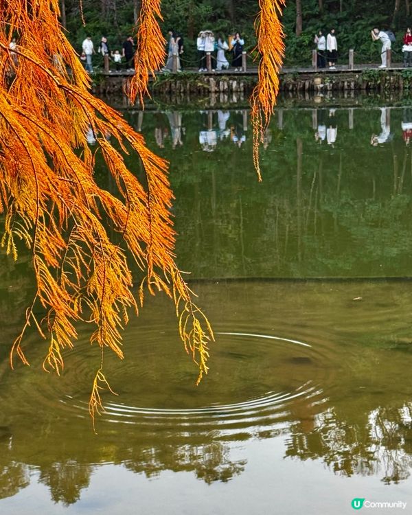 冬日限定落羽松