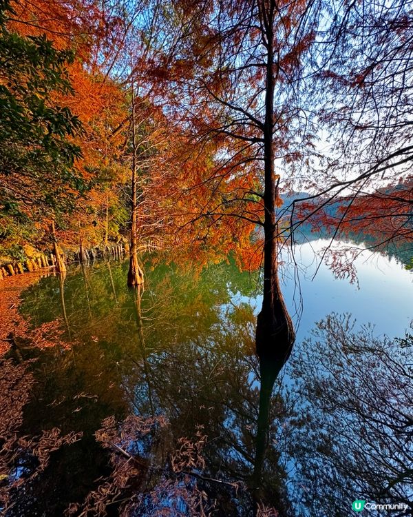 冬日限定落羽松