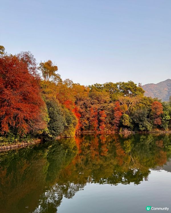 冬日限定落羽松