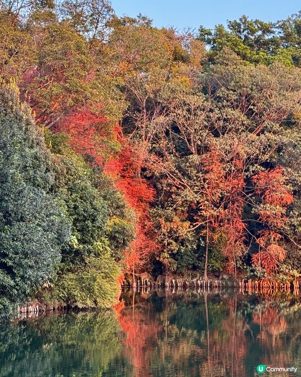 冬日限定落羽松