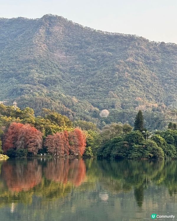 冬日限定落羽松