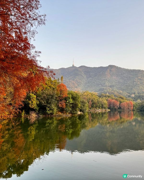 冬日限定落羽松