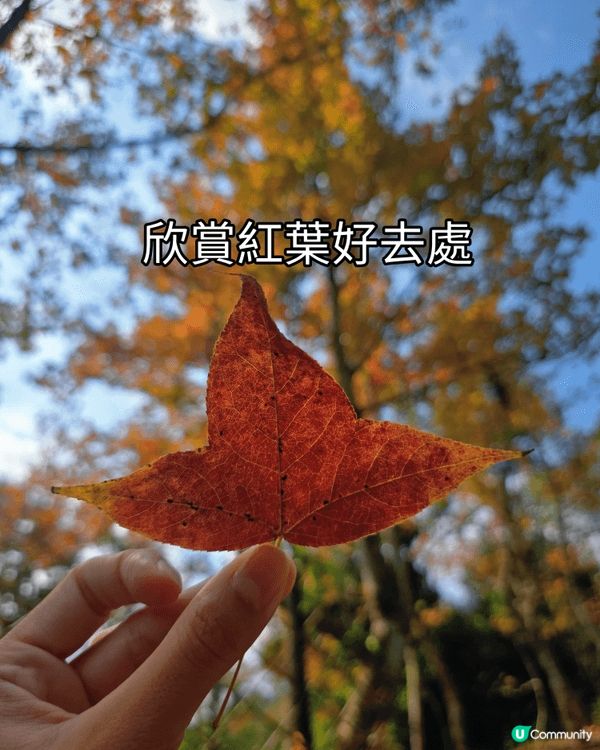 推介拉麵.