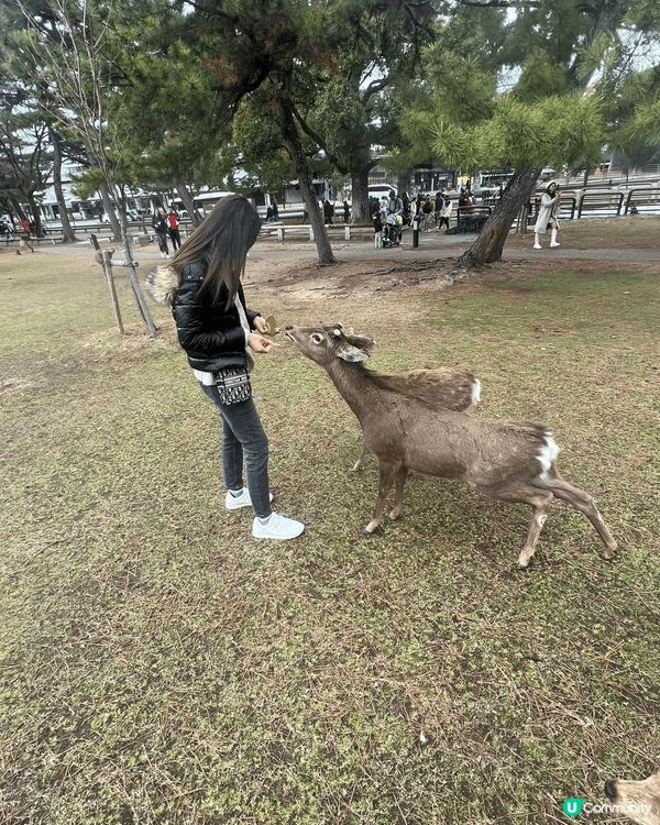 去黑門市場食巨大生蠔🦪，奈良餵鹿，動物園睇動物，勁啱小朋友去...