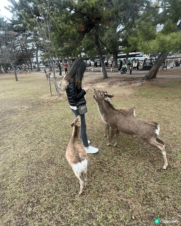 去黑門市場食巨大生蠔🦪，奈良餵鹿，動物園睇動物，勁啱小朋友去...
