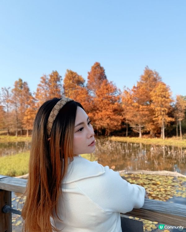 紅葉打卡！濕地公園秋意濃 🍁