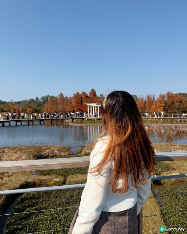 紅葉打卡！濕地公園秋意濃 🍁