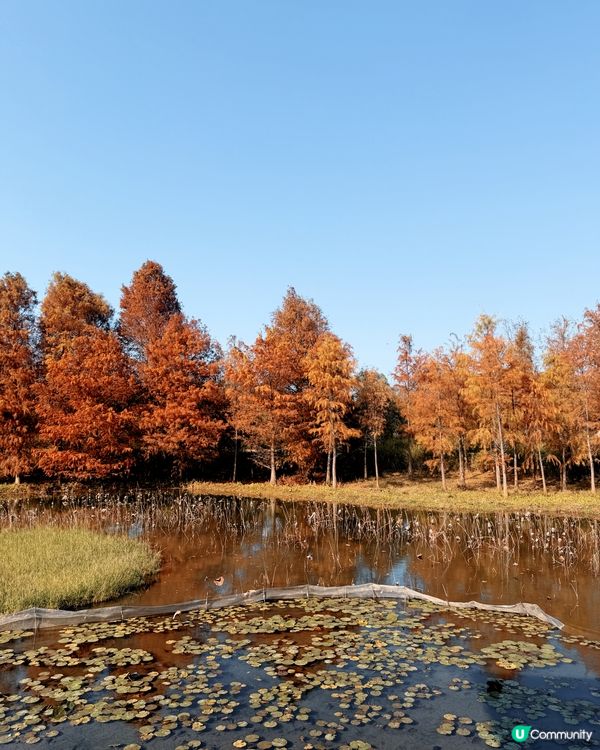 紅葉打卡！濕地公園秋意濃 🍁