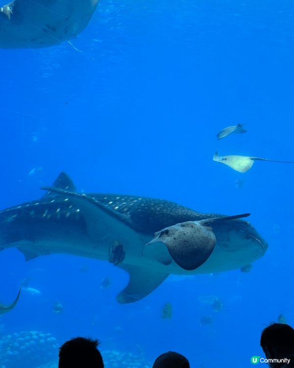 珠海長隆真係充滿驚喜！見到好多海洋生物，最surprise見...