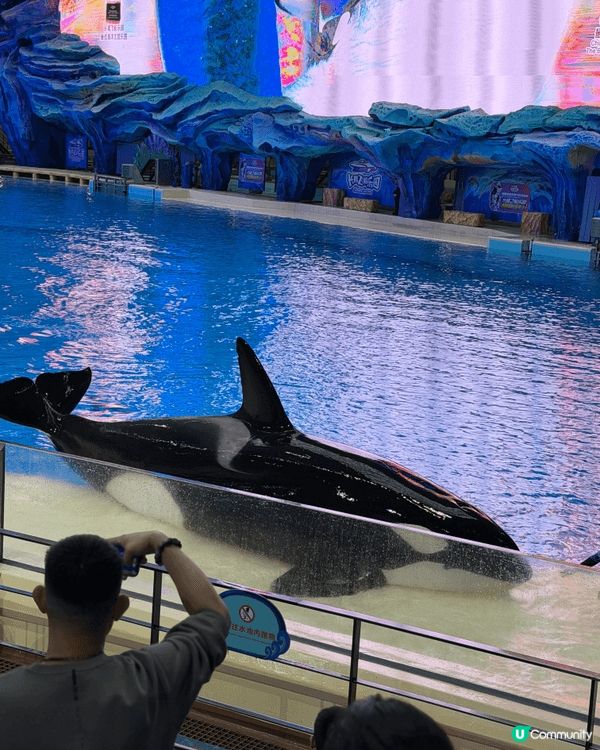 珠海長隆真係充滿驚喜！見到好多海洋生物，最surprise見...