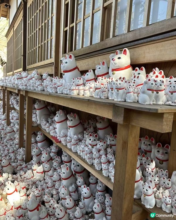 千貓招福！豪德寺許願攻略 🐱✨