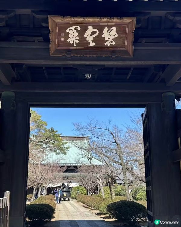 千貓招福！豪德寺許願攻略 🐱✨