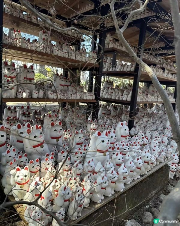 千貓招福！豪德寺許願攻略 🐱✨