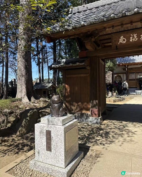 千貓招福！豪德寺許願攻略 🐱✨