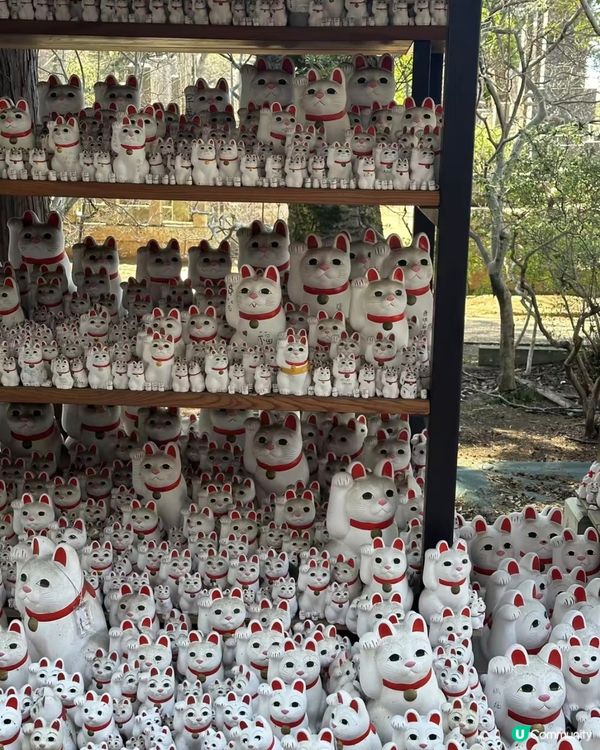 千貓招福！豪德寺許願攻略 🐱✨