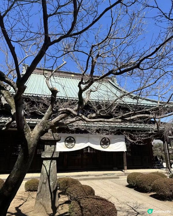 千貓招福！豪德寺許願攻略 🐱✨