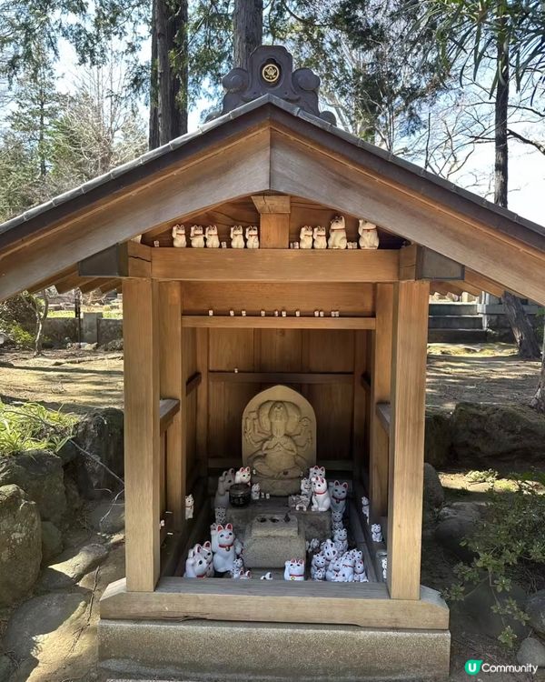 千貓招福！豪德寺許願攻略 🐱✨