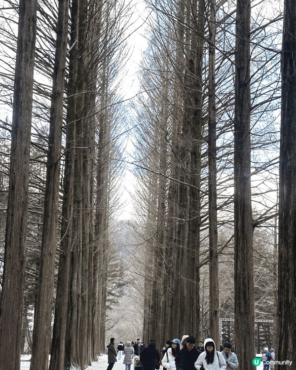 冬天的南怡島，必去打卡景點。樹林大道變成雪白世界，水杉大道兩...