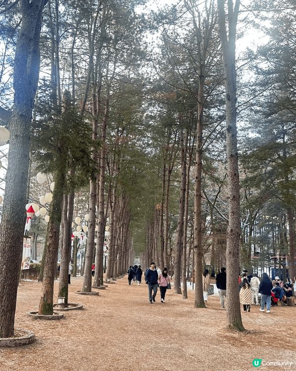 冬天的南怡島，必去打卡景點。樹林大道變成雪白世界，水杉大道兩...