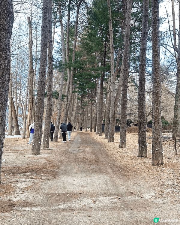 冬天的南怡島，必去打卡景點。樹林大道變成雪白世界，水杉大道兩...