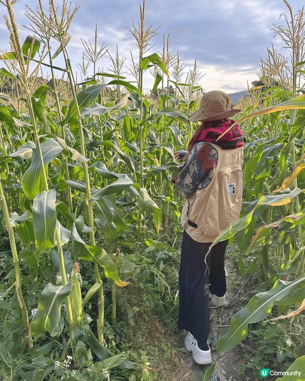 香港好去處🤗兩日一夜遠離繁囂去露營🤗今次去左元朗錦田入啲既擇...