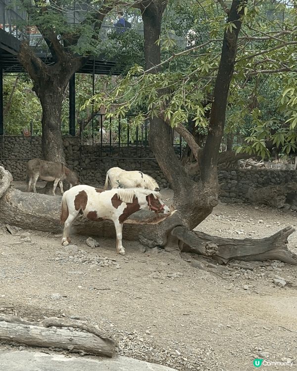 這間餐廳在高雄壽山動物園內的，有一些餐飲小食，有老虎造型嘅多...
