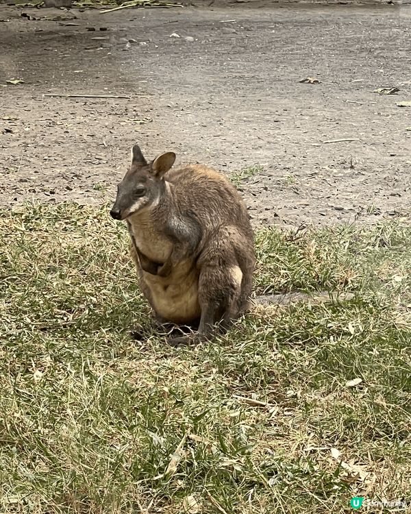 這間餐廳在高雄壽山動物園內的，有一些餐飲小食，有老虎造型嘅多...