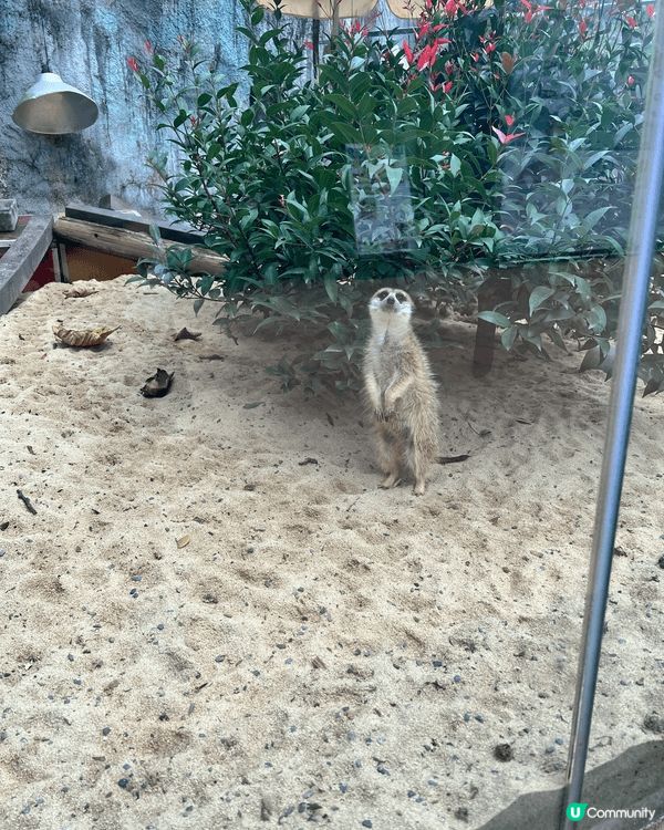 這間餐廳在高雄壽山動物園內的，有一些餐飲小食，有老虎造型嘅多...