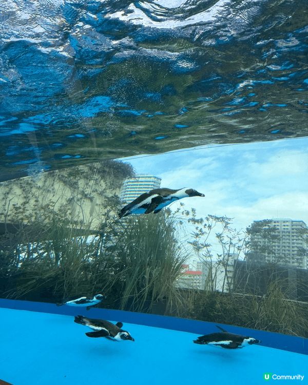 去東京除咗買買食食之外，親子遊當然要去吓水族館啦！地點位於池...