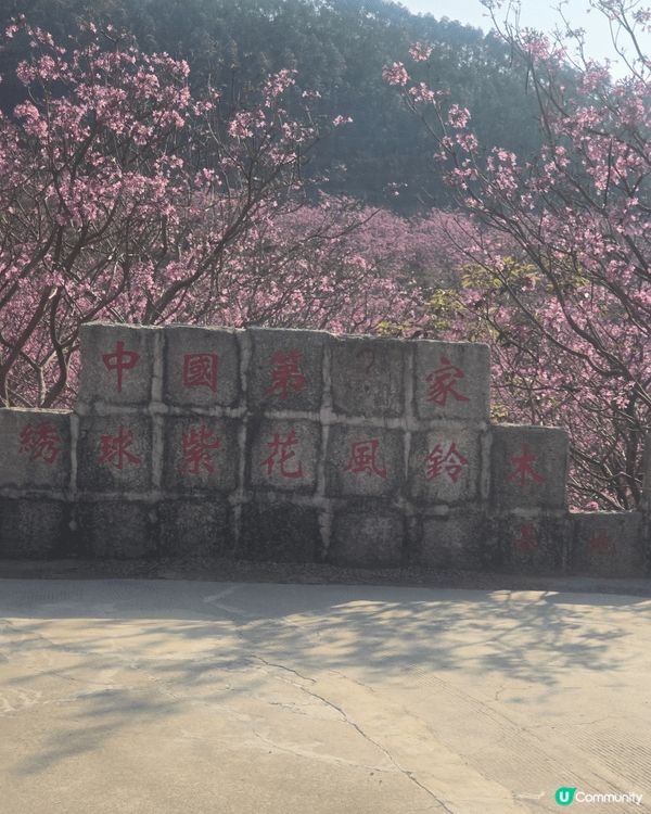 江門綠美生態園紫花風鈴