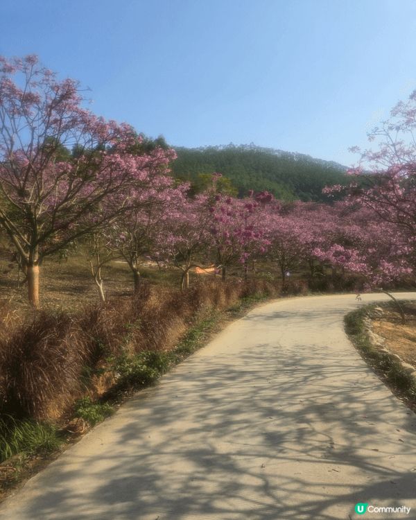 江門綠美生態園紫花風鈴