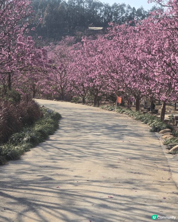 江門綠美生態園紫花風鈴