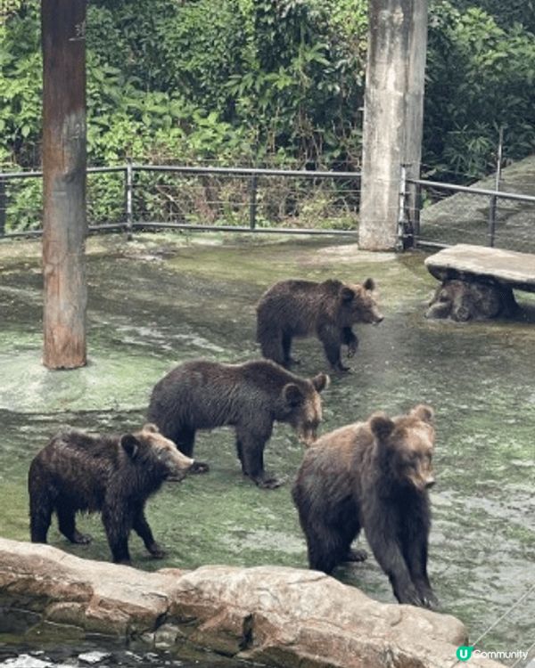 返深圳玩都係一個唔錯的選, 我地去左動物園，見到好多唔同種類...