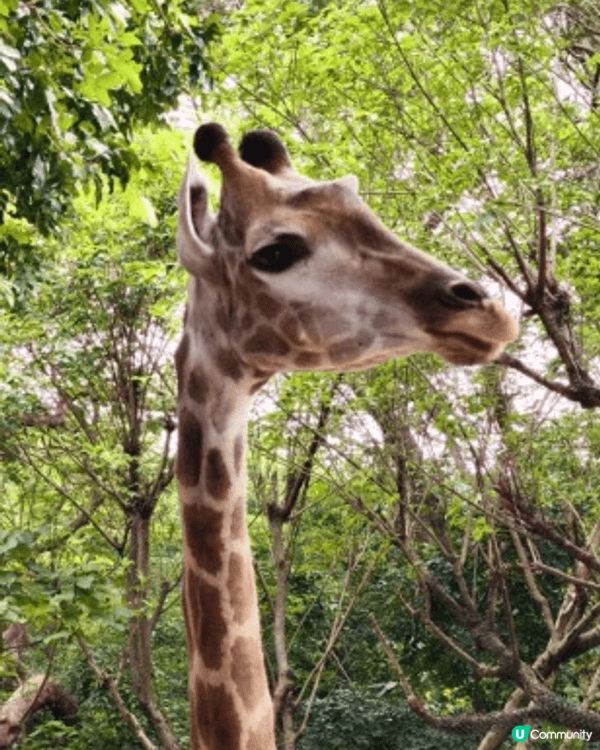 返深圳玩都係一個唔錯的選, 我地去左動物園，見到好多唔同種類...
