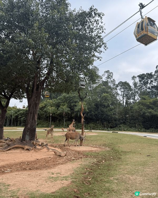 我哋於聖誕節期間去了廣州長隆野生動物園＇河馬大象和獅子任看＇...