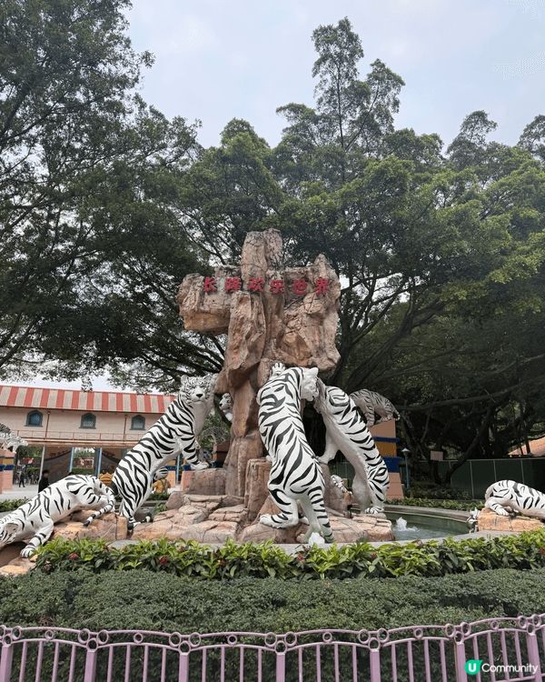 我哋於聖誕節期間去了廣州長隆野生動物園＇河馬大象和獅子任看＇...