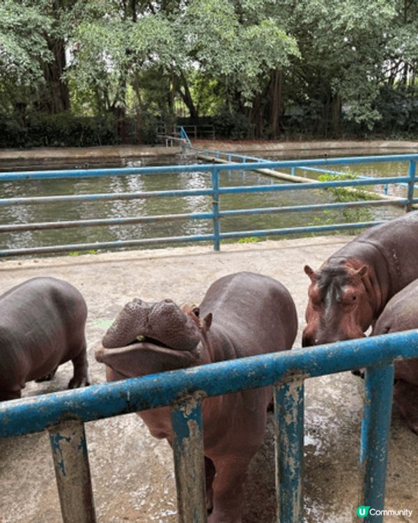 我哋於聖誕節期間去了廣州長隆野生動物園＇河馬大象和獅子任看＇...